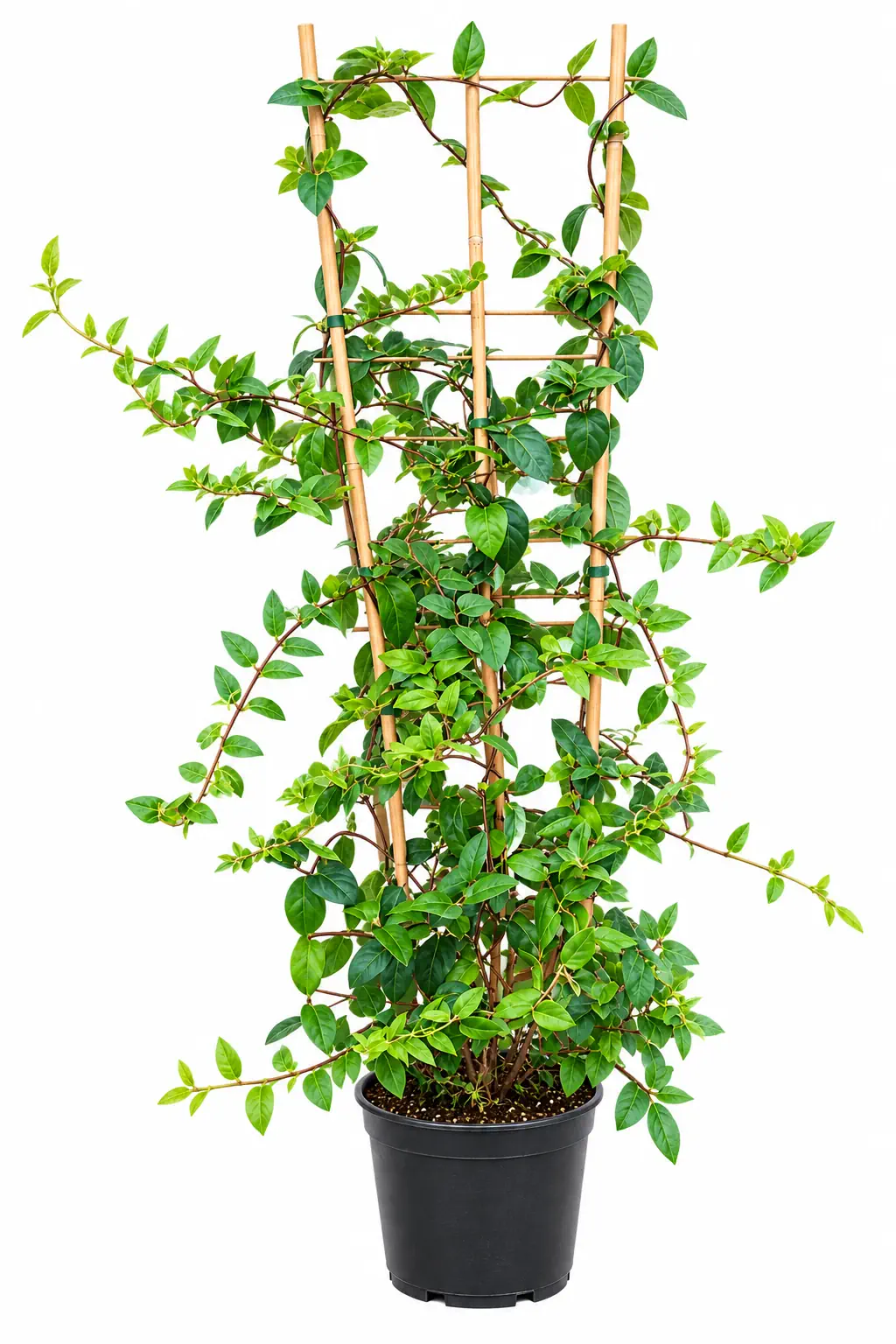 ياسمين عراقي Lonicera japonica نبات متسلق عطري